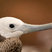 Great Frigatebird
